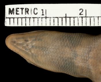 Media type: image;   Herpetology R-99606 Aspect: head ventral